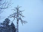 7-Kakslauttanen-Balade dans la neige